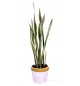 SNAKE PLANT BIG SIZE BUSHY WITH LARGE GOLDEN WHITE POT EXCLUSIVE BEAUTIFUL INDOOR PLANT